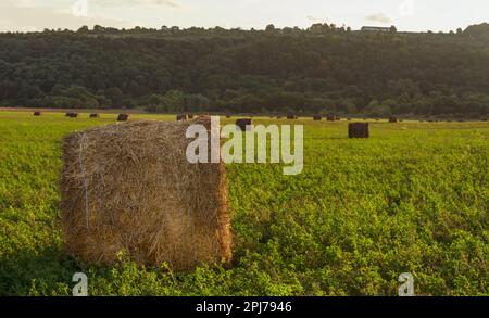 Abendlandschaft mit Strohballen auf grünem Feld bei Sonnenuntergang. Ländliche Natur Stockfoto