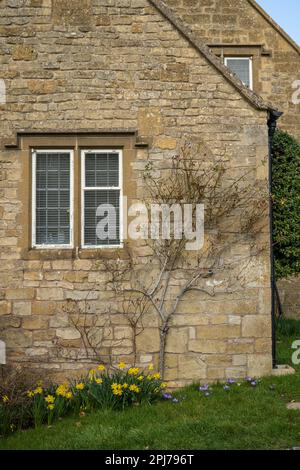 Details der mittelalterlichen Steinmauer mit Fenster und befestigtem Baum bei Snowshill in Cotswolds, England Stockfoto