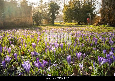 Bett mit wunderschönen lila Krokusblumen auf dem Gras in Cotswolds Stockfoto