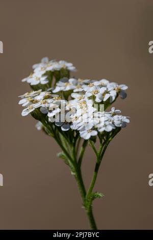 Gemeiner Yarrow, Achillea millefolium Stockfoto