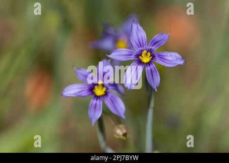 Blauäugiges Gras, Sisyrinchium Bellum Stockfoto