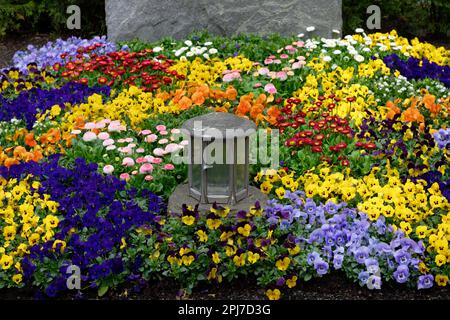 Viola Bellis perennis rosa Gänseblümchen und bunte Veilchen als Frühling, der auf einem Grab liegt Stockfoto