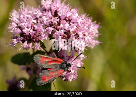 Ein roter Fleck auf einer duftenden rosa Blume des Oreganos. Stockfoto