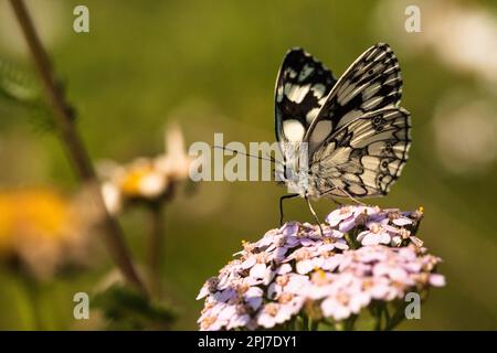 Ein Marmorweiß sitzt auf einem gemeinsamen Pfeil am Wegesrand. Stockfoto