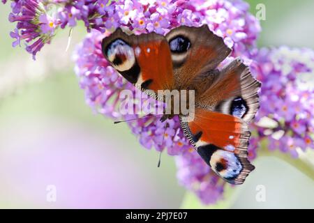 Ein Pfau-Schmetterling sitzt auf der violetten Blume des Schmetterlingsbusches. Stockfoto