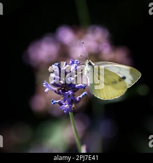 Ein weißer Kohlschmetterling sitzt auf einer violetten Lavendelblume. Stockfoto