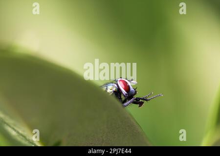 Eine Fliege schaut hinter einem Blatt aus dem Kopf und predigt sich selbst. Stockfoto