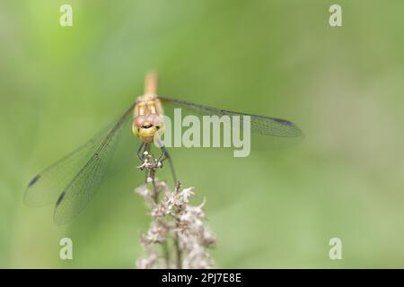 Eine Libelle sitzt auf einer Blume und hält sich mit ihren langen Beinen fest. Stockfoto