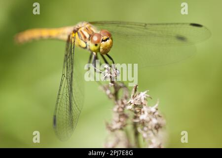 Eine Libelle sitzt auf einer Blume und hält sich mit ihren langen Beinen fest. Stockfoto