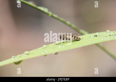 Ein großer Sumpfschwanzfliege sitzt auf einem grünen Stiel mit Wassertropfen und püriert sich selbst. Stockfoto