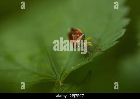 Ein bunter Käfer sitzt auf einem grünen Blatt. Stockfoto