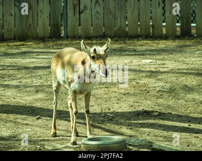 North American Pronghorn im Topeka Zoo. Das sind die zweitschnellsten Landsäugetiere der Welt. Stockfoto