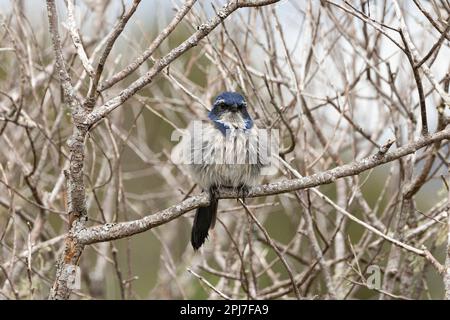 California Scrub Jay, Aphelocoma californica Stockfoto