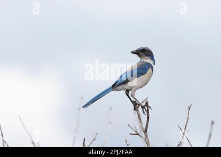 California Scrub Jay, Aphelocoma californica Stockfoto