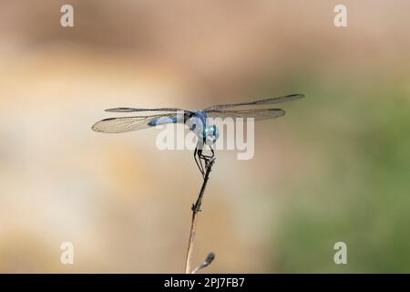 Blauäugiger Draufgänger, Rhionaeschna mehrfarbig Stockfoto