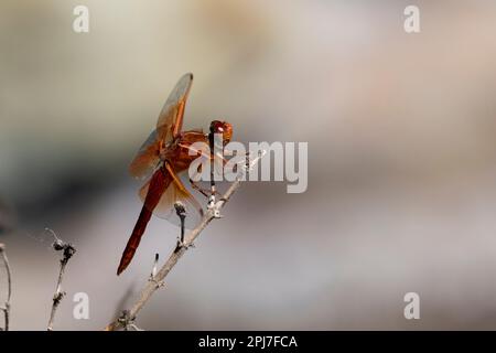 Flame Skimmer Libelle, Libellula saturata Stockfoto