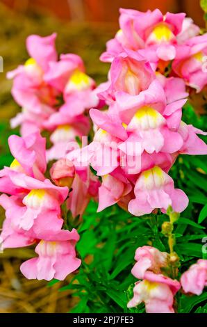 Rosa Snapdragons (Antirrhinum majus) blühen am 29. März 2023 in Wiggins, Mississippi. Snapdrachen sind blühende Stauden, die bei Vögeln und Bienen beliebt sind. Stockfoto