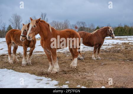Im Spätwinter stehen drei kastanienamerikanische belgische Zugpferde auf einem Feld, mit Schnee auf dem Boden. Die Pferde haben Flachsägen und Schwänze. Stockfoto