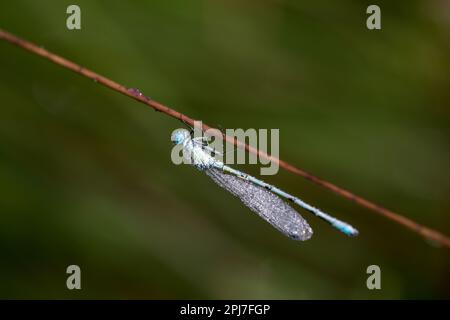 Ein azurblauer Damfliege hängt an einem Stiel und ist mit Wassertropfen befeuchtet. Stockfoto