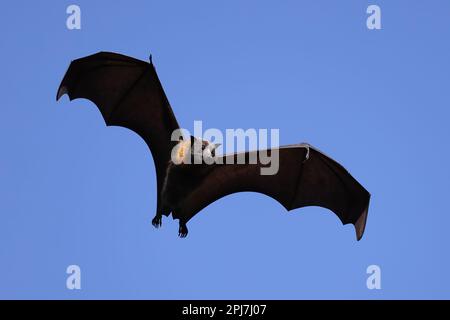 Australischer Graukopfflieger im Flug Stockfoto