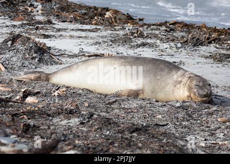 Ein junger südlicher Elefantenrobbe, Mirounga Leonina, in der Nähe des Whale Point auf den Falklandinseln. Stockfoto