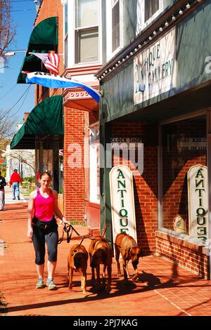 Eine junge Frau führt ihre drei Hunde an Geschäften und kleinen Geschäften in der Innenstadt von Fredericksburg, Virginia vorbei Stockfoto