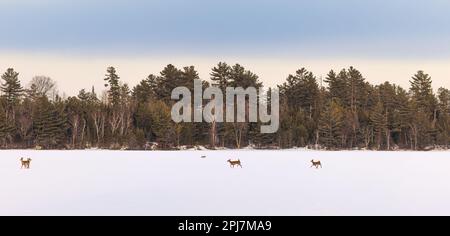 Weißwedelhirsche, alarmiert von einem Rotfuchs, der einen gefrorenen See im Norden von Wisconsin überquert. Stockfoto