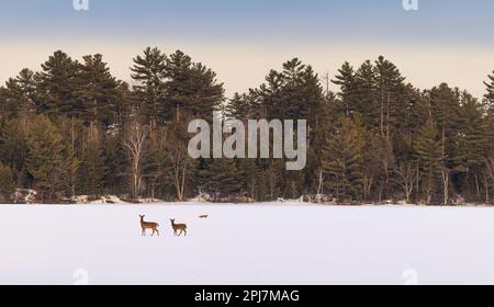 Weißwedelhirsche, alarmiert von einem Rotfuchs, der einen gefrorenen See im Norden von Wisconsin überquert. Stockfoto