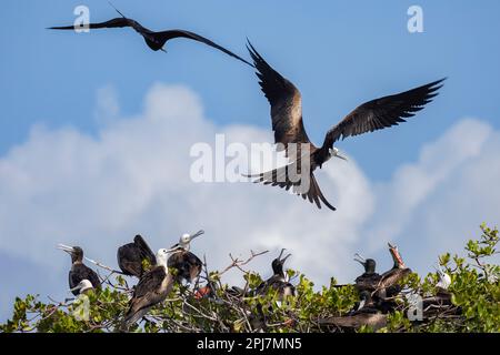 Großartige Frigatevogel und Möpse in Belize Stockfoto