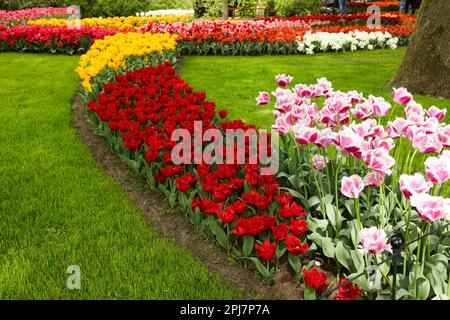 Viele schöne Tulpenblumen im Park. Frühlingssaison Stockfoto