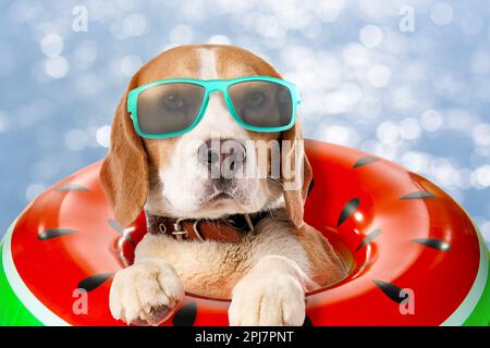 Süßer lustiger Hund mit Sonnenbrille im aufblasbaren Ring am haustierfreundlichen Strand Stockfoto