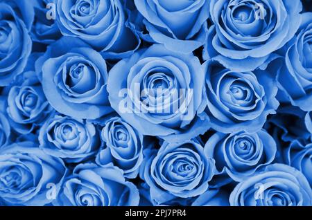 Schöne, frische, hellblaue Rosen als Hintergrund, Nahaufnahme. Einrichtung mit Blumenmuster Stockfoto