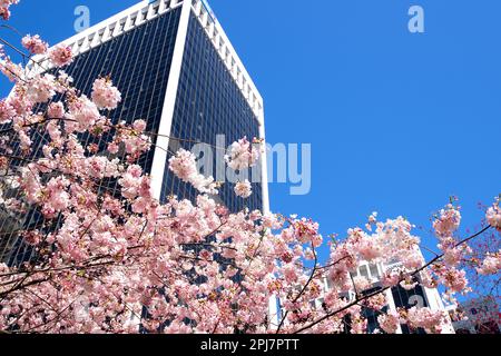 Kirschblüten Burrard Station in Kanada Vancouver Treppe zu Wolkenkratzern Laterne Frühlingsschönheit der Natur weiße Geländer zum Klettern vom Sky Train Bahnhof keine Menschen ruhiger Tag heller Himmel Kanada 2023 Stockfoto