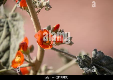 Nahaufnahme eines Globe Mallow oder Sphaeralcea mit einer Honigbiene im Veteran's Oasis Park in Arizona. Stockfoto