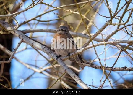 Weiblicher blauer Vogel oder Sialia Mexicana, die im Green Valley Park in Payson, Arizona, in einem Baum sitzen. Stockfoto