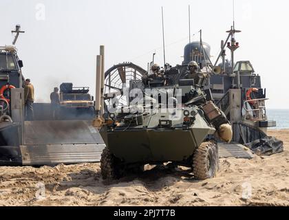 HWAJIN-RI BEACH, Republik Korea (29. März 2023) – USA Marines mit Bataillon Landing Team 2/4, 13. Marine Expeditionary Unit, fahren ein leichtes gepanzertes Fahrzeug von einem Landungsschiff, Luftkissen während einer amphibischen Übungsübung für Ssang Yong 23. Wir feiern den 70. Jahrestag der USA - ROK-Allianz, Ssang Yong 2023 stärkt die Allianz durch bilaterale, gemeinsame Ausbildung, trägt zur gemeinsamen Verteidigung der koreanischen Halbinsel bei und erhöht die Bereitschaft der USA - ROK-Allianz. (USA Marinekorps Foto von Staff Sgt. Kevin G. Rivas) Stockfoto