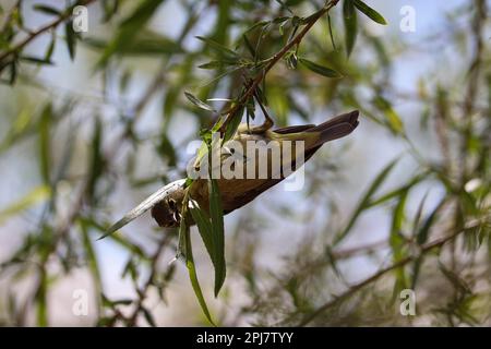 Oreothlypis celata, die sich auf der Uferfarm in Arizona in Mesquite-Bäumen ernähren. Stockfoto