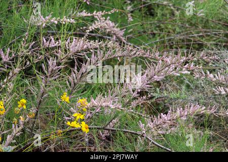 Salzwedar oder Tamarix ramosissima und brüchige Bürste in Blüte auf der Uferfarm in Arizona. Stockfoto