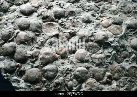 Denver, Colorado, USA - 3.22.2023: Denver Museum of Nature and Science, Prehistorical Journey Exhibition Stockfoto