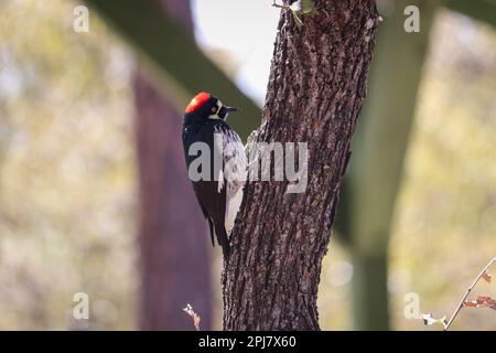 Weiblicher Eichelspecht oder Melanerpes formicivorus, der an der Seite eines immergrünen Baumes im Rumsey Park sitzt. Stockfoto