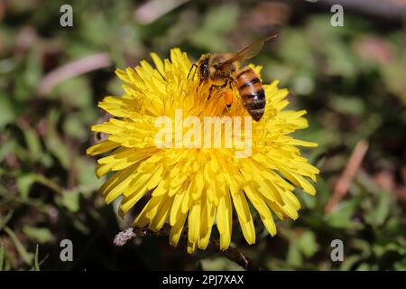 Nahaufnahme einer westlichen Honigbiene oder einer APIs Mellifera, die sich auf einem Hof in Payson, Arizona, von einer Löwenblume ernährt. Stockfoto