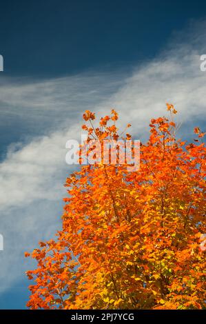 Leuchtend orangefarbener Zuckerapfel am tiefblauen Himmel Stockfoto