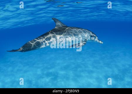 Der atlantische Delfin Stenella frontalis wurde in Herden von mehreren Tausend gesehen, obwohl er häufiger in kleineren Gruppen zu finden ist. B Stockfoto