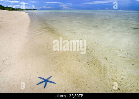 Dieser blaue Seestern, Linckia laevigata, ruht am Rand der idyllischen Lagune von Rarotongas, den Cook Islands. Stockfoto