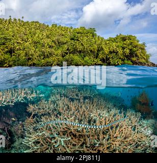 Ein geteilter Schuss einer giftigen Gelblippenseeschlange, Laticauda colubrina, auch bekannt als Meereskrait, die über einem flachen Riff auf den Philippinen rudelt Stockfoto