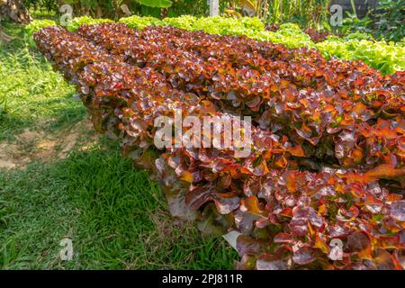 Nahaufnahme von Roteichensalat auf der Farm. Stockfoto