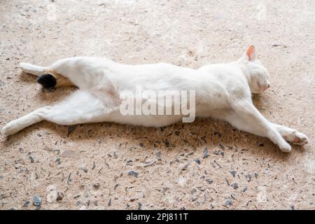Eine niedliche weiße Katze, die auf dem Boden schläft. Stockfoto