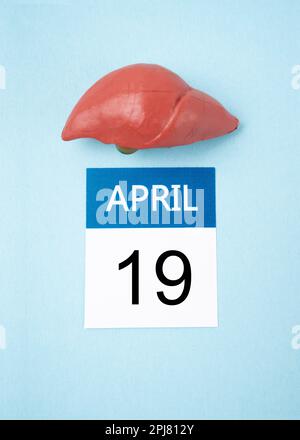 April 19. Kalender und menschliche Leber auf blauem Hintergrund. Weltlebertag-Konzepte. Stockfoto