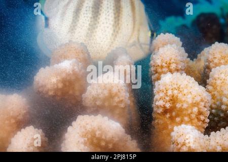 Ein Blick auf die laichende Blumenkohlkoralle, Pocillopora Meandrina, die sowohl Eier als auch Sperma kurz nach Sonnenaufgang in Hawaii in den offenen Ozean freisetzt. Ein Multiband b Stockfoto