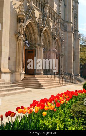 Tulpen blühen vor der Heinz-Kapelle, einer Kirche im Stil einer Kathedrale an der University of Pittsburgh Stockfoto